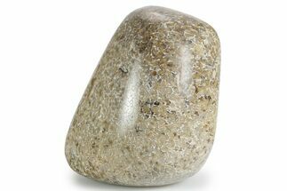 Polished Dinosaur Bone (Gembone) - Morocco #349581