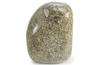 Polished Dinosaur Bone (Gembone) - Morocco #349587