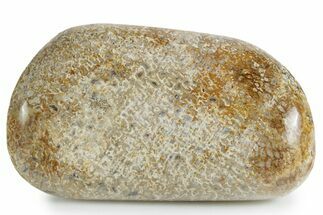 Polished Dinosaur Bone (Gembone) - Morocco #349591