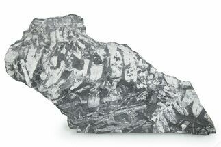 Fossil Seed Fern (Alethopteris & Neuropteris) Plate -Pennsylvania #347698