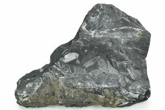 Fossil Seed Fern (Pecopteris) Plate - Pennsylvania #347713