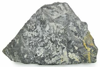 Fossil Seed Fern (Alethopteris) Plate - Pennsylvania #347716