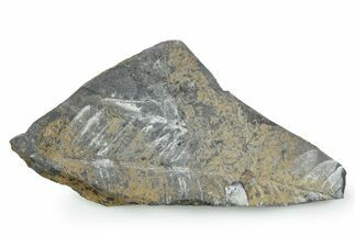 Fossil Seed Fern (Alethopteris) Plate - Pennsylvania #347718