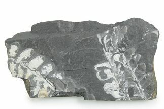 Fossil Seed Fern (Alethopteris & Pecopteris) Plate - Pennsylvania #347726