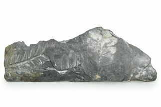 Fossil Seed Fern (Alethopteris & Pecopteris) Plate - Pennsylvania #347728