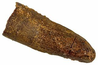 Juvenile Fossil Spinosaurus Tooth - Real Dinosaur Tooth #348710