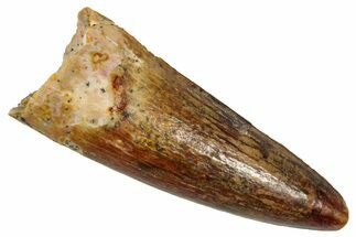 Juvenile Fossil Spinosaurus Tooth - Real Dinosaur Tooth #348713