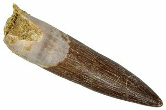 Fossil Plesiosaur (Zarafasaura) Tooth - Morocco #349833