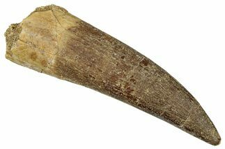 Fossil Plesiosaur (Zarafasaura) Tooth - Morocco #349835