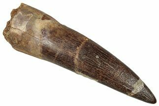 Fossil Plesiosaur (Zarafasaura) Tooth - Morocco #349840