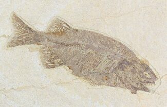 Phareodus Fish Fossil - Visible Teeth #18691