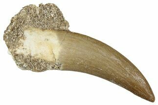 Fossil Plesiosaur (Zarafasaura) Tooth - Morocco #349846