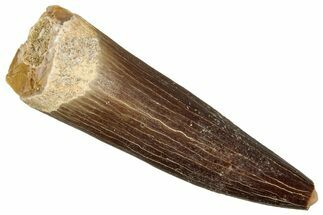 Fossil Plesiosaur (Zarafasaura) Tooth - Morocco #349849
