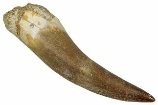 Fossil Plesiosaur (Zarafasaura) Tooth - Morocco #349878