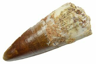 Fossil Spinosaurus Tooth - Real Dinosaur Tooth #349770