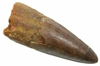 Fossil Spinosaurus Tooth - Real Dinosaur Tooth #349773
