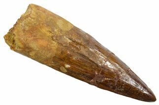 Fossil Spinosaurus Tooth - Real Dinosaur Tooth #349788