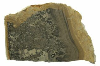 Triassic Aged Stromatolite Fossil - England #349914