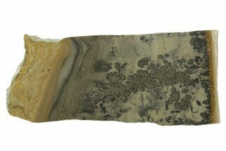 Triassic Aged Stromatolite Fossil - England #349919
