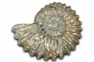 Bumpy Ammonite (Douvilleiceras) Fossil - Madagascar #343829