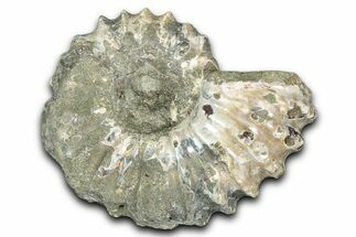Bargain, Bumpy Ammonite (Douvilleiceras) Fossil - Madagascar #343830