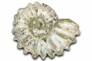 Bumpy Ammonite (Douvilleiceras) Fossil - Madagascar #343831
