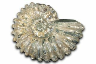 Bumpy Ammonite (Douvilleiceras) Fossil - Madagascar #343832