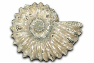 Bumpy Ammonite (Douvilleiceras) Fossil - Madagascar #343833