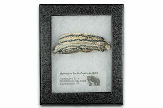 Mammoth Molar Slice With Case - South Carolina #349956