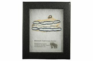 Mammoth Molar Slice With Case - South Carolina #349946