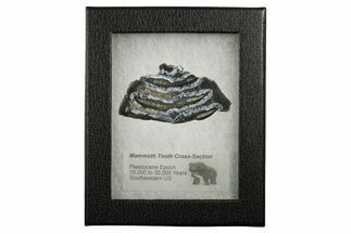 Mammoth Molar Slice With Case - South Carolina #349947