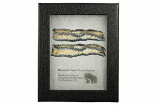 Mammoth Molar Slices With Case - South Carolina #349949