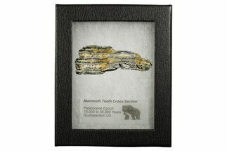 Mammoth Molar Slice With Case - South Carolina #349958