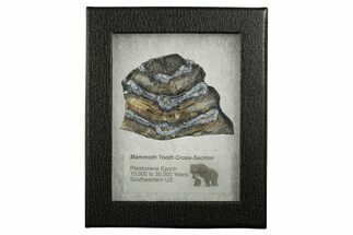 Mammoth Molar Slice With Case - South Carolina #349965