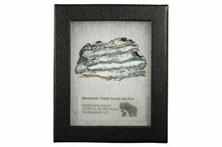 Mammoth Molar Slice With Case - South Carolina #349968