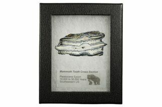 Mammoth Molar Slice With Case - South Carolina #349969