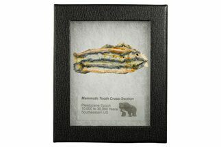Mammoth Molar Slice With Case - South Carolina #349974