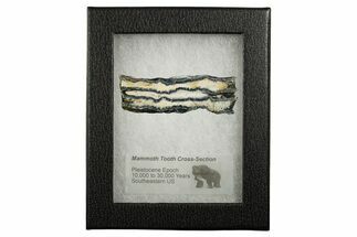 Mammoth Molar Slice With Case - South Carolina #349975