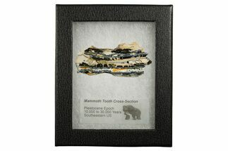 Mammoth Molar Slice With Case - South Carolina #349978