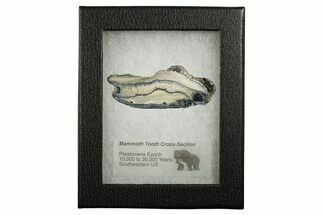 Mammoth Molar Slice With Case - South Carolina #349979
