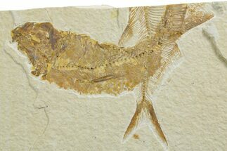 Bargain, Fossil Fish (Knightia) - Wyoming #349570