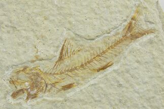 Fossil Fish (Amphiplaga) - Uncommon Species #349573