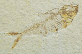 Bargain, Detailed Fossil Fish (Diplomystus) - Wyoming #349614