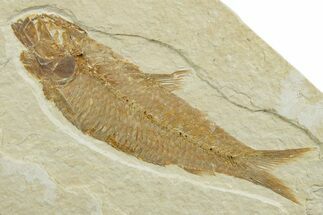 Detailed Fossil Fish (Knightia) - Wyoming #349615