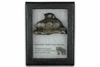 Mammoth Molar Slice With Case - South Carolina #349984