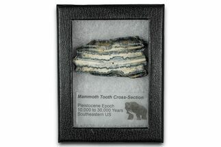 Mammoth Molar Slice With Case - South Carolina #349985
