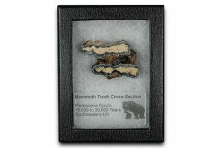 Mammoth Molar Slice With Case - South Carolina #349990