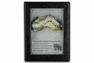 Mammoth Molar Slice With Case - South Carolina #349993