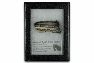 Mammoth Molar Slice With Case - South Carolina #349997
