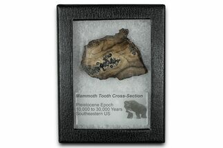 Mammoth Molar Section With Case - South Carolina #350003